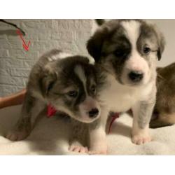 Herder kruising pups