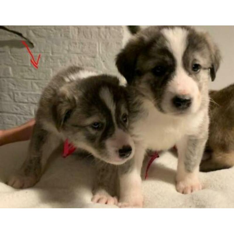 Herder kruising pups