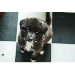 Herder kruising pups