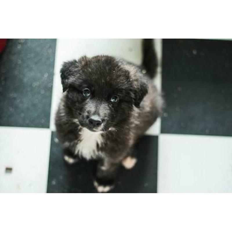 Herder kruising pups