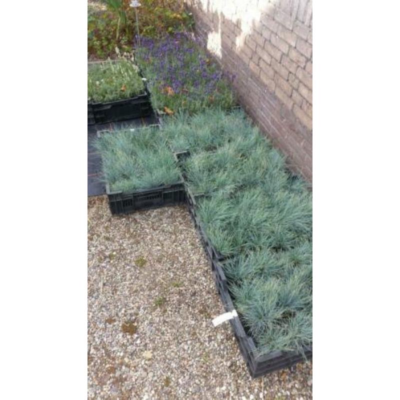 Morgen leegverkoop van siergrassen en lavendel en vinca en