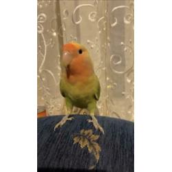 Agapornis delft