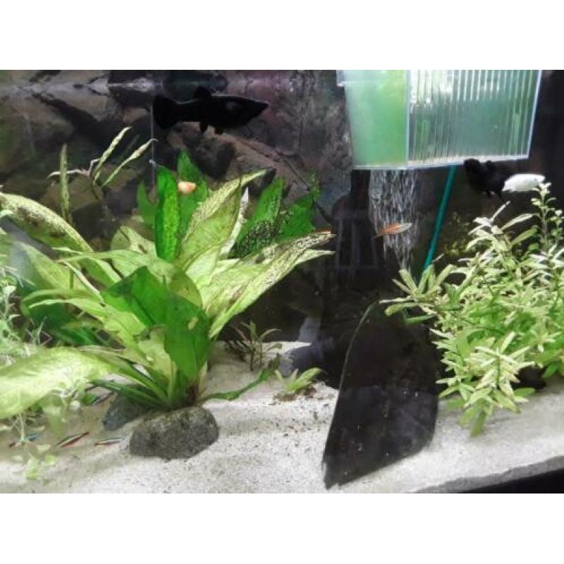 Aquarium