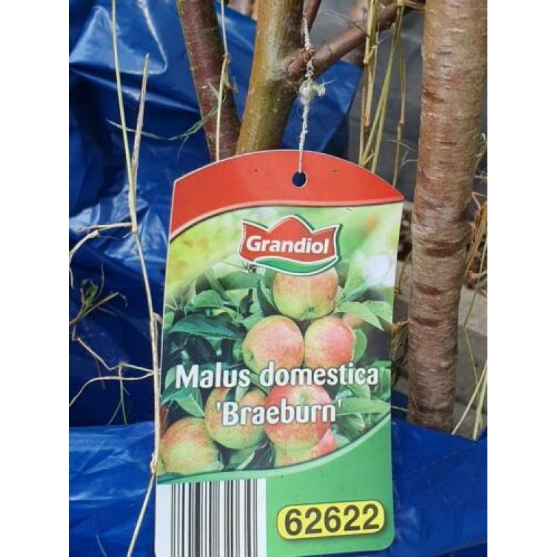 Fruit bomen