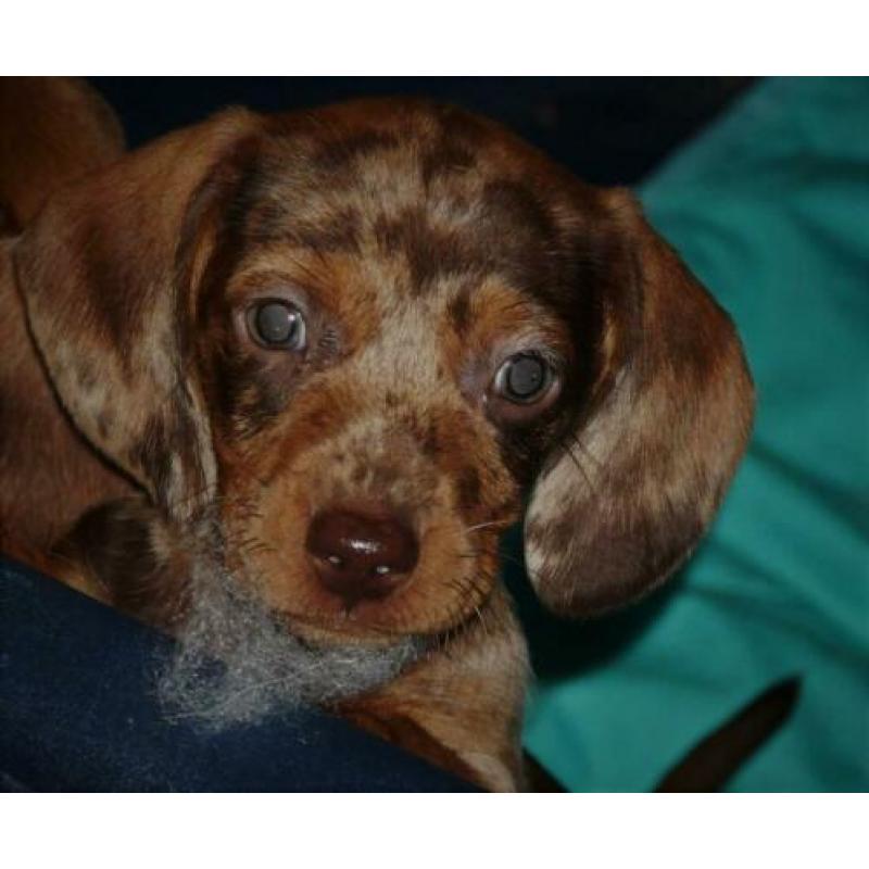 Teckel pups , kaninchen , getijgerde kleuren