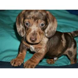 Teckel pups , kaninchen , getijgerde kleuren