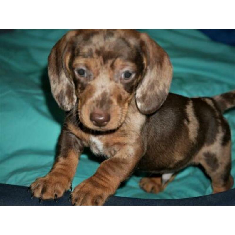 Teckel pups , kaninchen , getijgerde kleuren