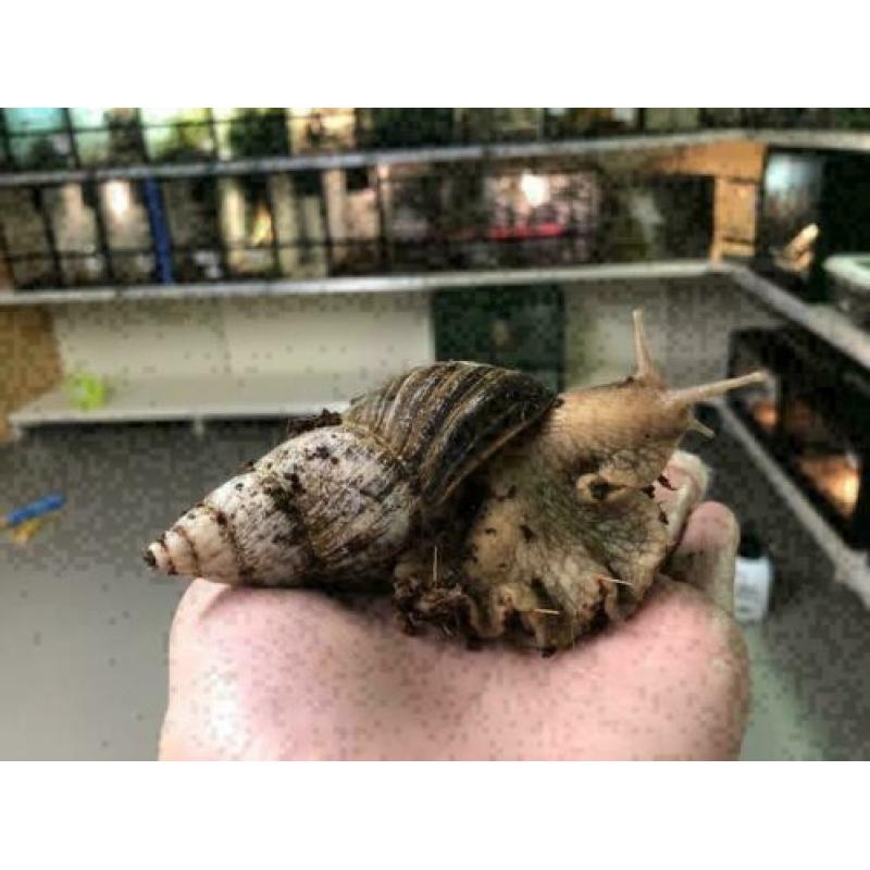 15 x Grote Agaatslakken te koop, Achatina Fulica (Agaatslak)