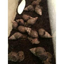 15 x Grote Agaatslakken te koop, Achatina Fulica (Agaatslak)