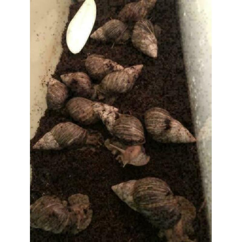 15 x Grote Agaatslakken te koop, Achatina Fulica (Agaatslak)
