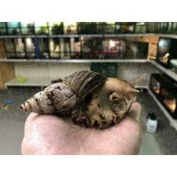 15 x Grote Agaatslakken te koop, Achatina Fulica (Agaatslak)