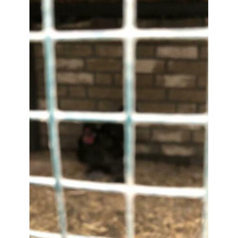 zijdehoender koppel zwart 1 en 2 jaar
