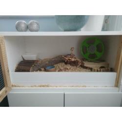 Hamsterkooi 80x40