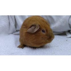 Cavia gladhaar beertje goud California Lilac/beige