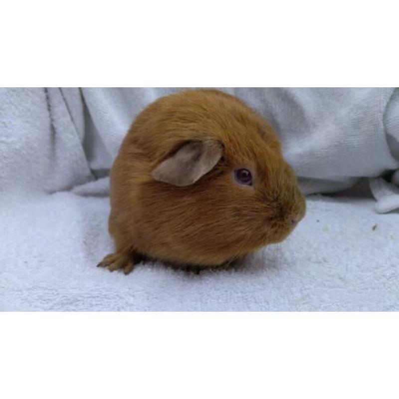 Cavia gladhaar beertje goud California Lilac/beige