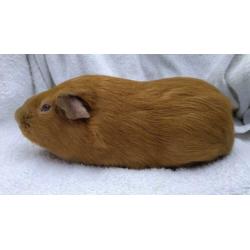 Cavia gladhaar beertje goud California Lilac/beige