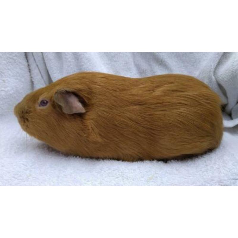 Cavia gladhaar beertje goud California Lilac/beige
