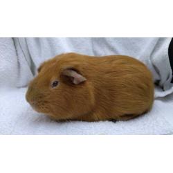 Cavia gladhaar beertje goud California Lilac/beige