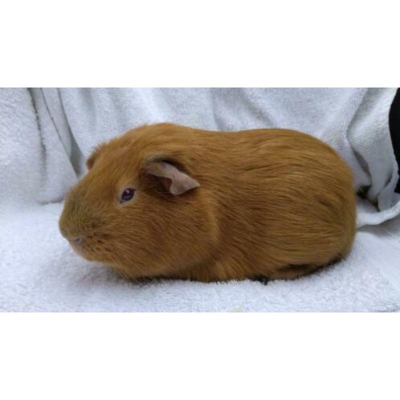 Cavia gladhaar beertje goud California Lilac/beige