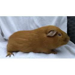 Cavia gladhaar beertje goud California Lilac/beige