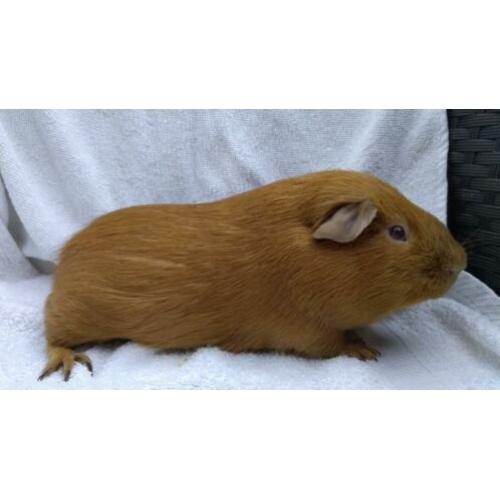 Cavia gladhaar beertje goud California Lilac/beige