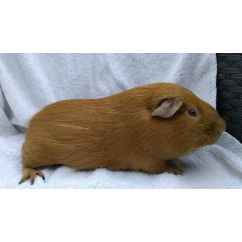 Cavia gladhaar beertje goud California Lilac/beige
