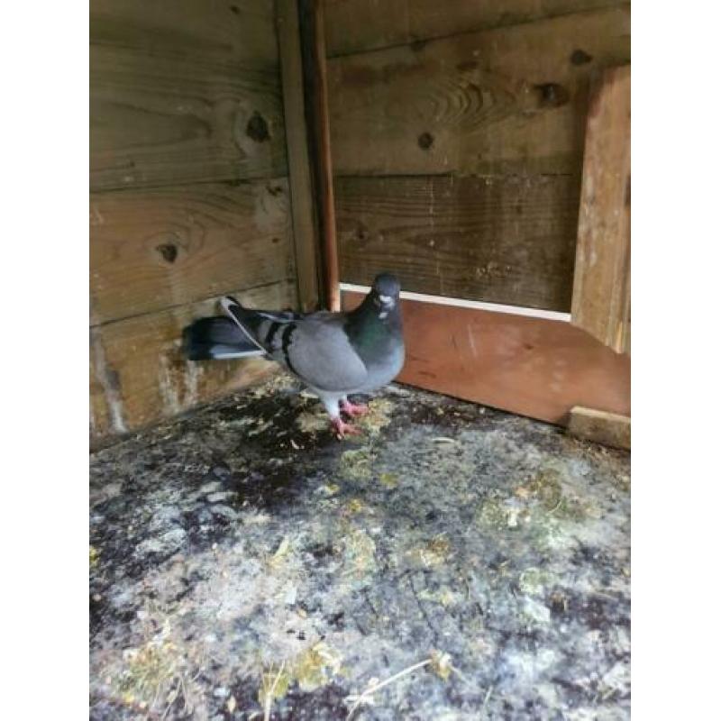 6 mooie duiven ruilen evt tegen koppel kropper