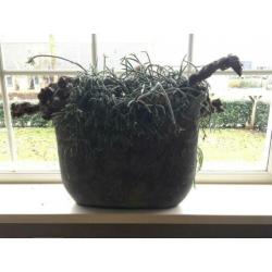 grote ovale bloempot van Still collection - grijs