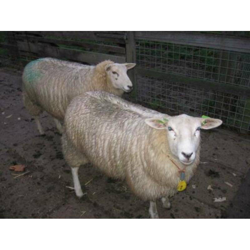 Te Koop schapenwol van schapenvachten van 2020