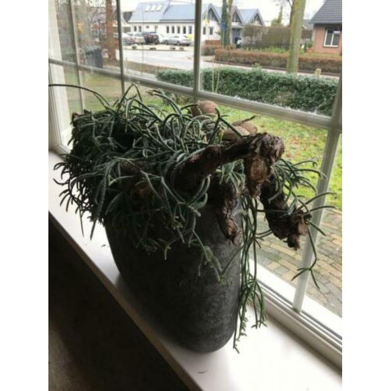 grote ovale bloempot van Still collection - grijs