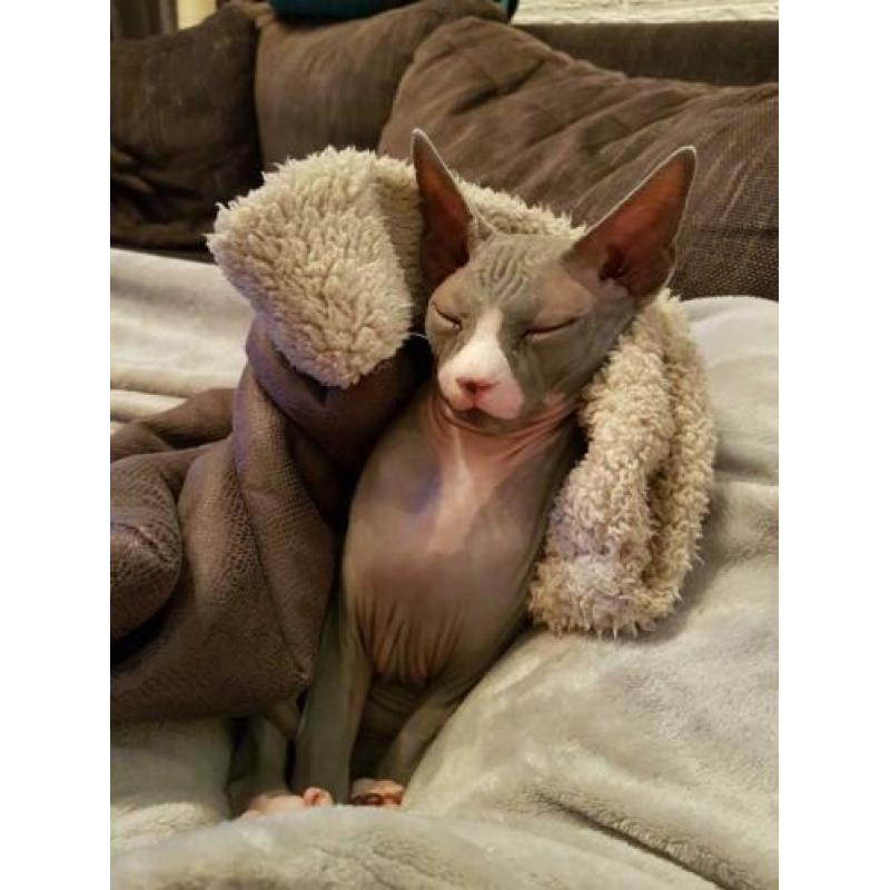 kattenoppas gezocht