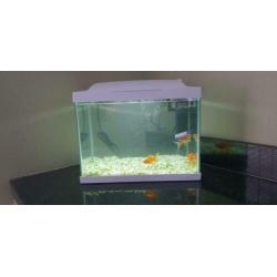 Mooie 20 liter aquarium