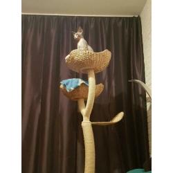 kattenoppas gezocht