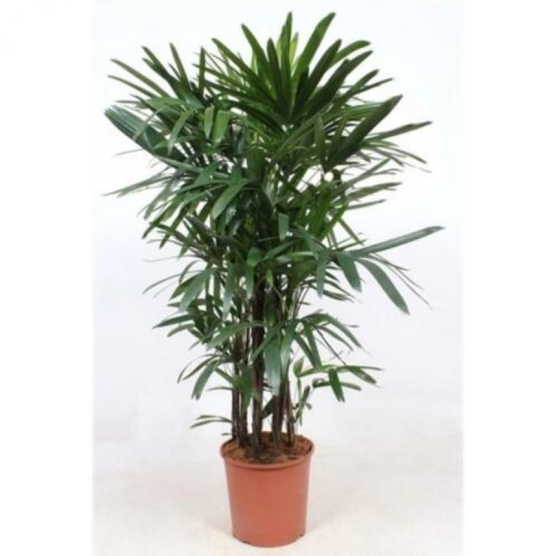 Rhapis Excelsa - Bamboe Stokpalm 240-250cm art14981