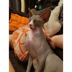 kattenoppas gezocht