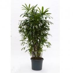 Rhapis Excelsa - Bamboe Stokpalm 240-250cm art14981