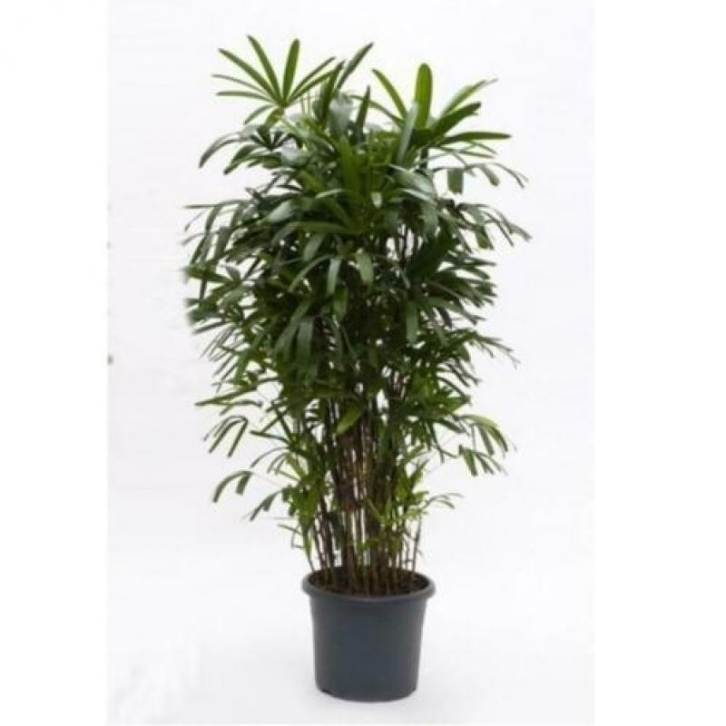 Rhapis Excelsa - Bamboe Stokpalm 240-250cm art14981
