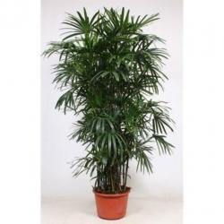 Rhapis Excelsa - Bamboe Stokpalm 240-250cm art14981