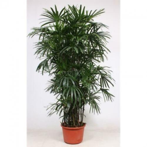 Rhapis Excelsa - Bamboe Stokpalm 240-250cm art14981
