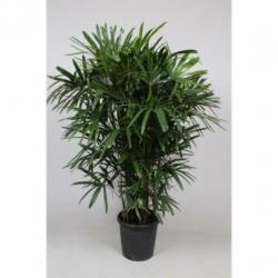Rhapis Excelsa - Bamboe Stokpalm 240-250cm art14981