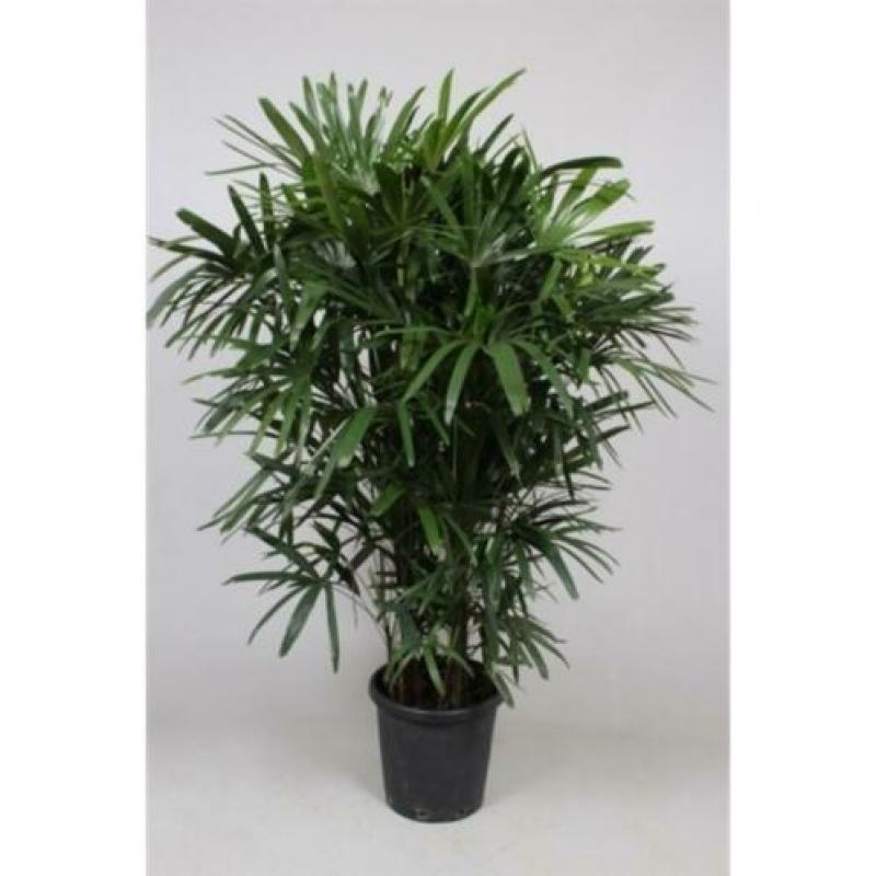 Rhapis Excelsa - Bamboe Stokpalm 240-250cm art14981
