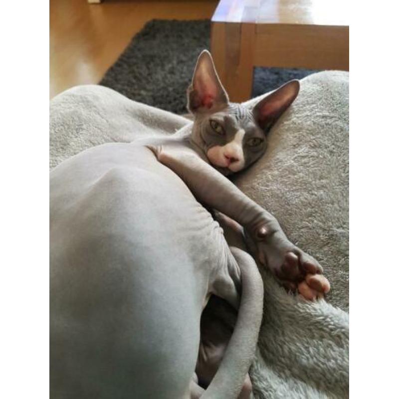 kattenoppas gezocht