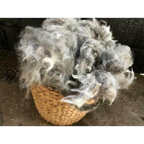 Alpaca wol voor spinnen en vilten
