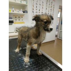 Sabine, herder x collie pup teefje 4 maanden