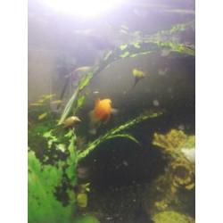 GRATIS - Ballon Molly guppies