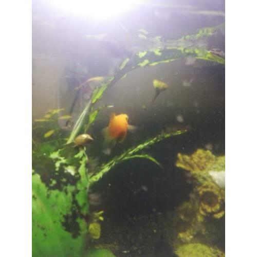 GRATIS - Ballon Molly guppies