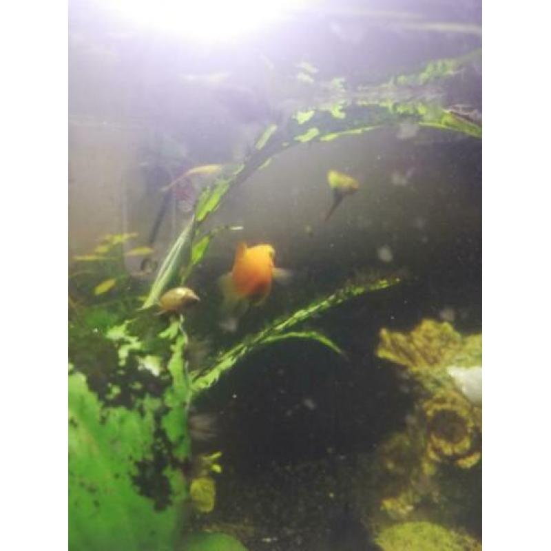 GRATIS - Ballon Molly guppies