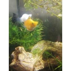 GRATIS - Ballon Molly guppies