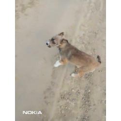 Sabine, herder x collie pup teefje 4 maanden