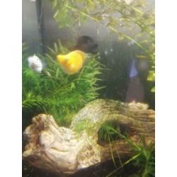 GRATIS - Ballon Molly guppies